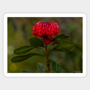 Waratah Sticker